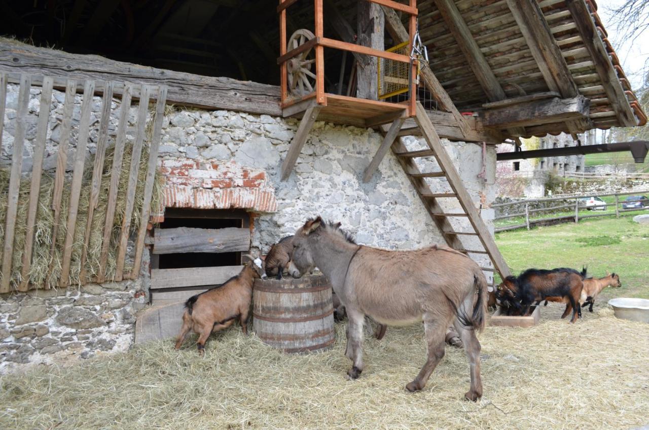 Apartma Nika Planina  Esterno foto