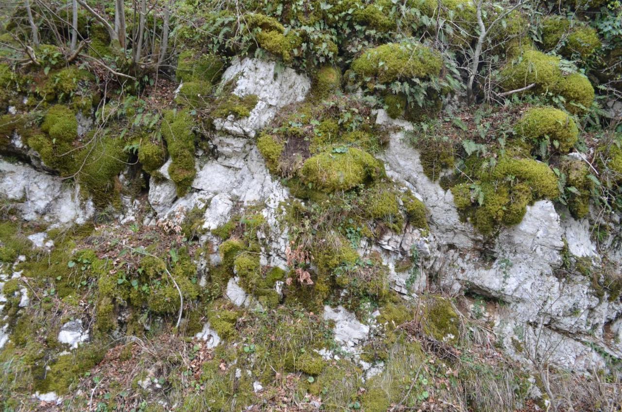 Apartma Nika Planina  Esterno foto