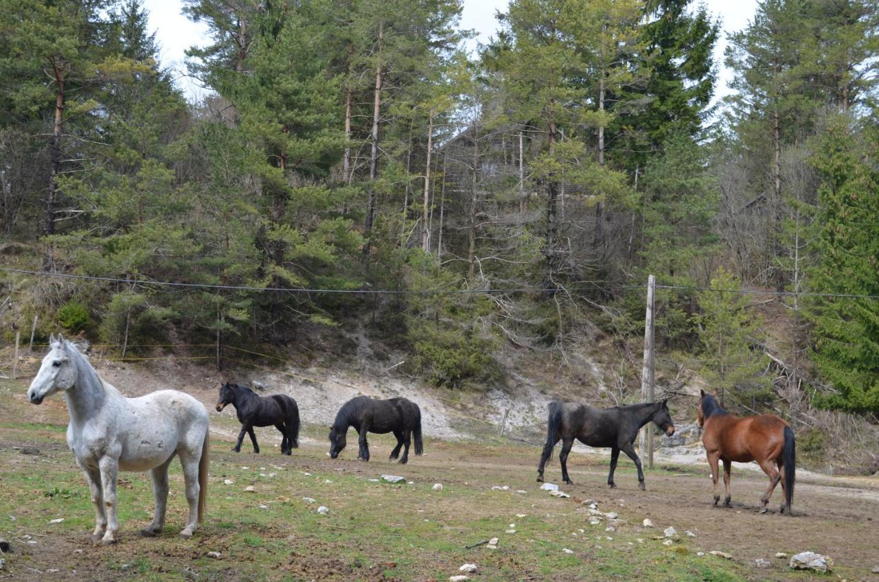 Apartma Nika Planina  Esterno foto
